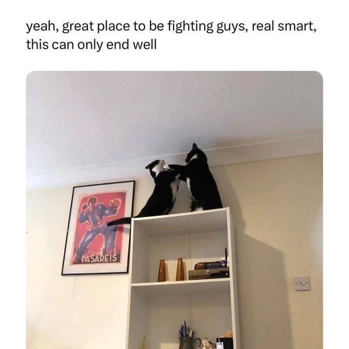 yeah, great place to be fighting guys, real smart, this can only end well PASAREIS