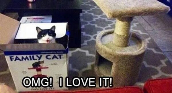 FAMILY CAT OMG! I LOVE IT!