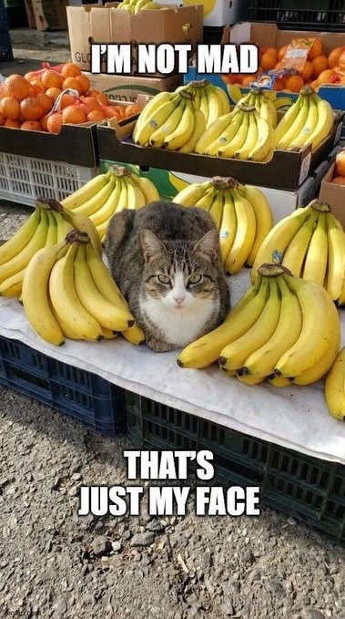 GLO I'M NOT MAD THAT'S JUST MY FACE