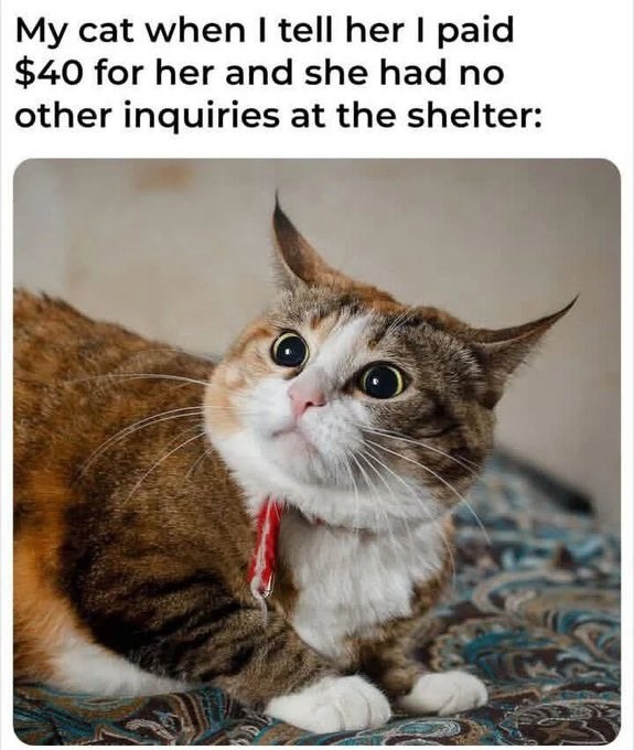My cat when I tell her I paid $40 for her and she had no other inquiries at the shelter: