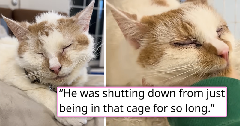 "He was shutting down from just being in that cage for so long."