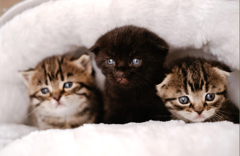 Three adorable small kittens sitting on a bed.