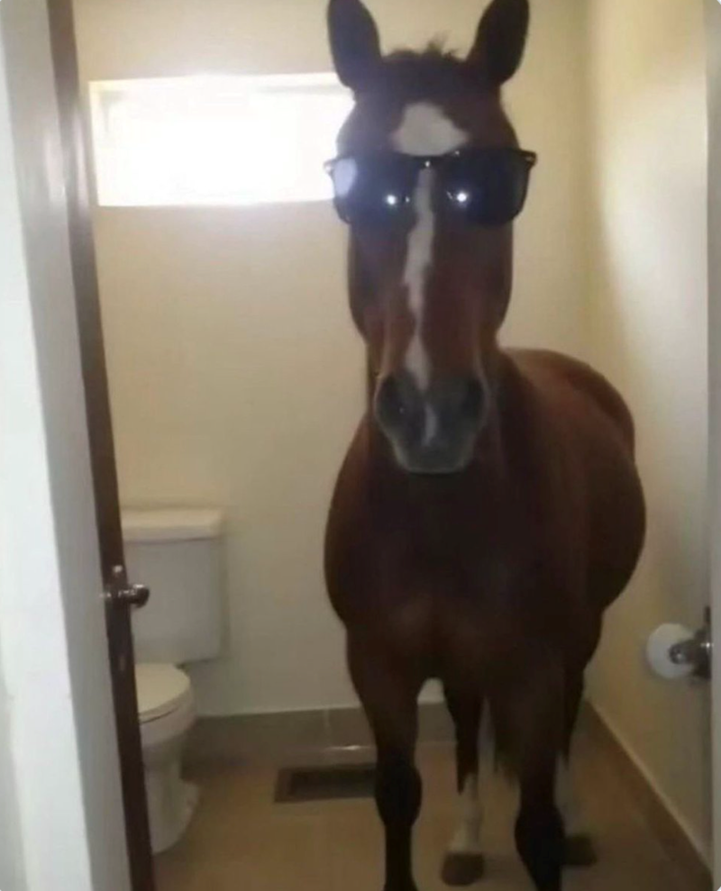 Cheezburger Image 10625821952