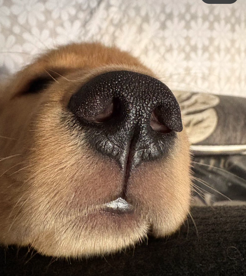 Cheezburger Image 10625822720