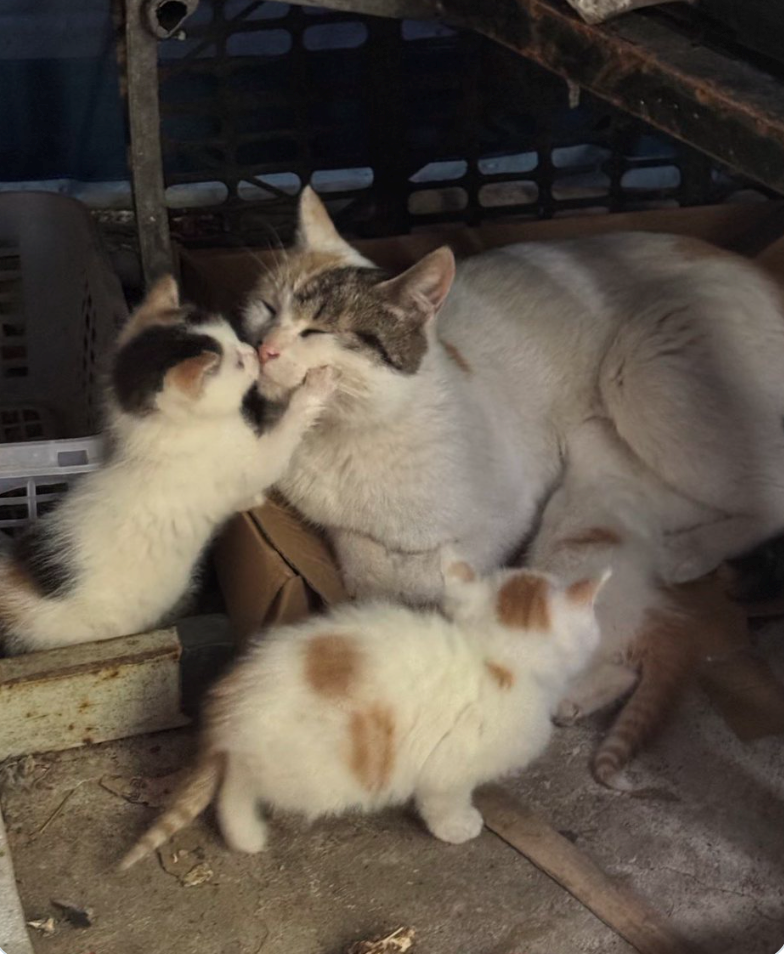 Cheezburger Image 10625822976