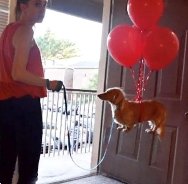 Cheezburger Image 10625823232