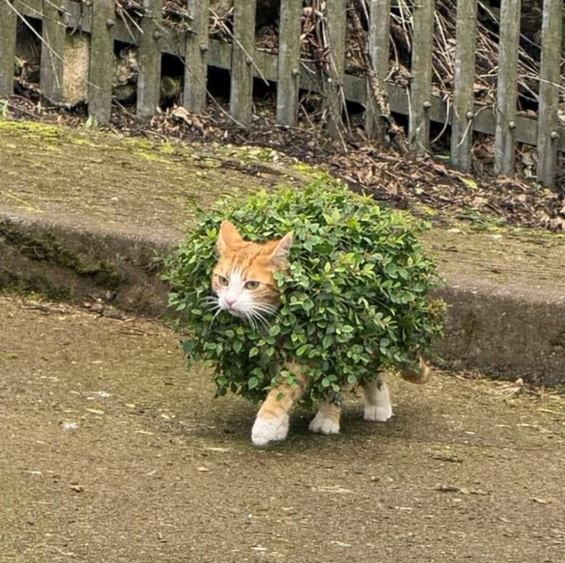 Cheezburger Image 10625823744