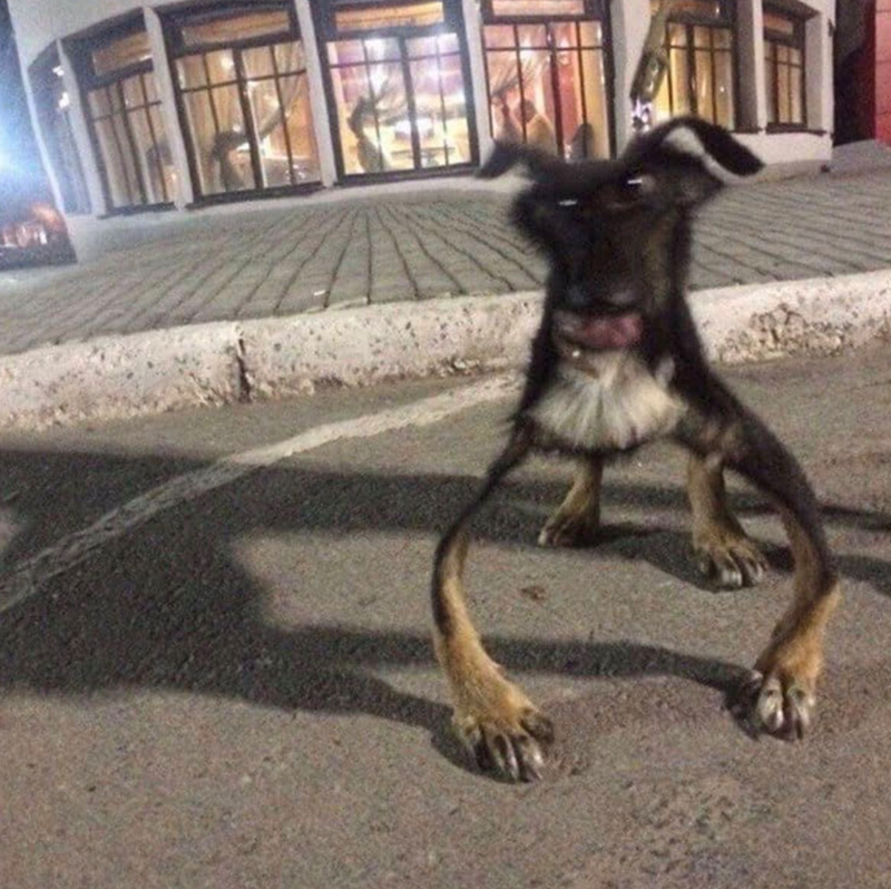 Cheezburger Image 10625824000