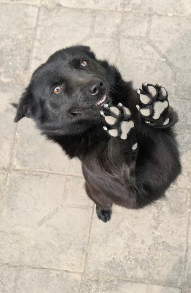 Cheezburger Image 10625824512