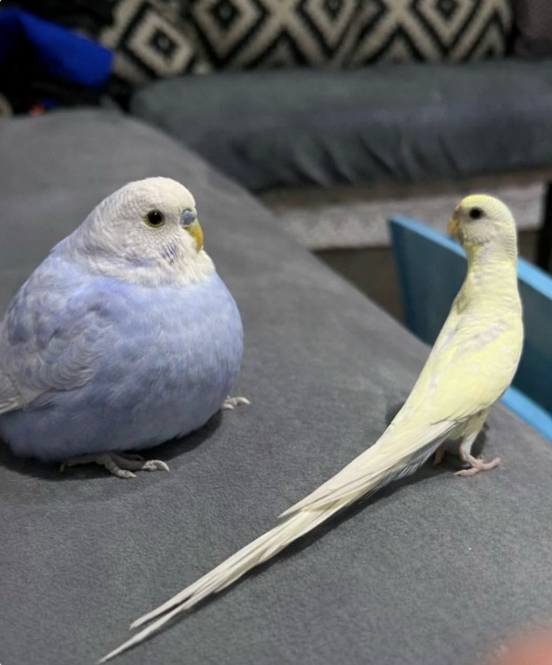 Cheezburger Image 10625824768