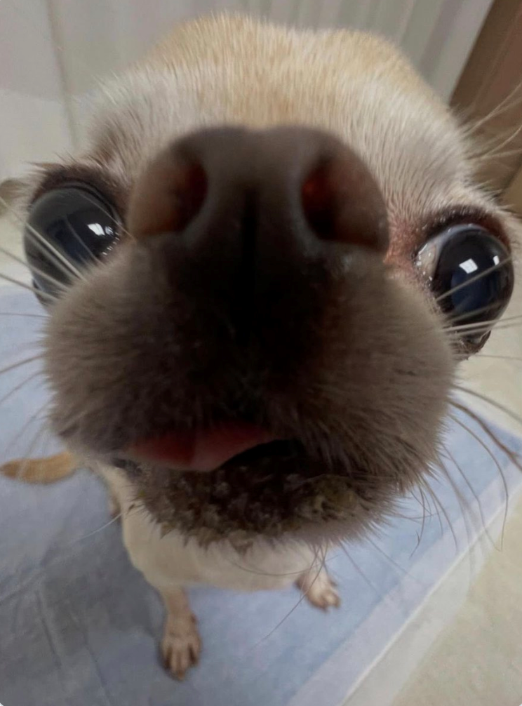 Cheezburger Image 10625825024