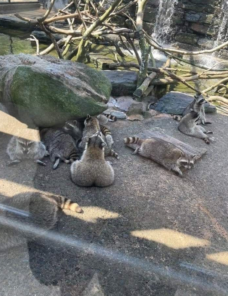 Cheezburger Image 10625825280