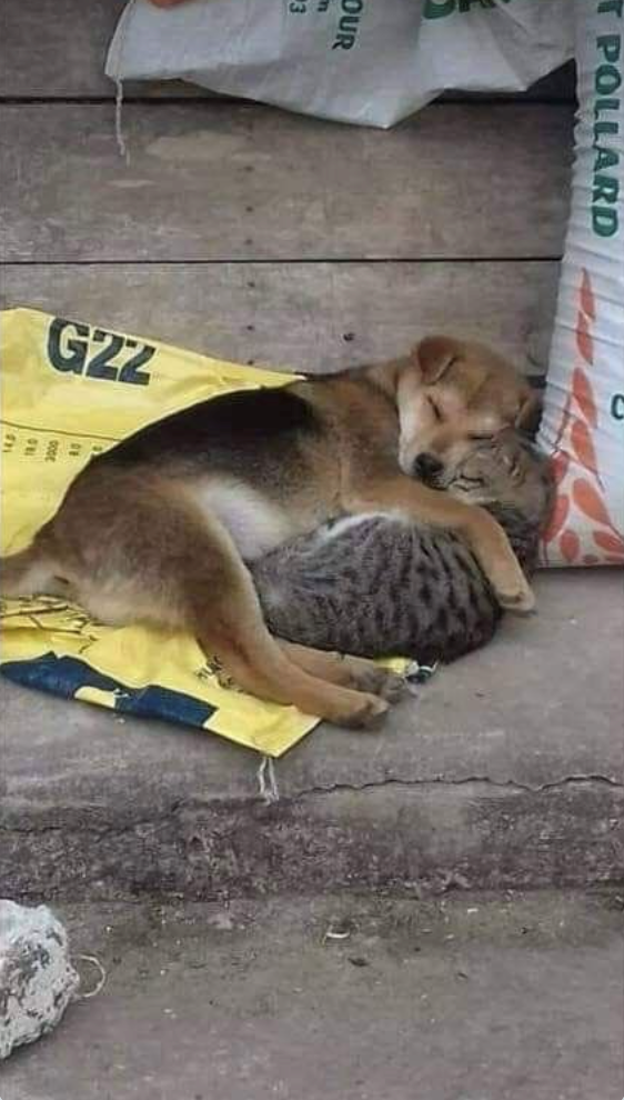 OUR E 3 T POLLARD G2Z ONL 811