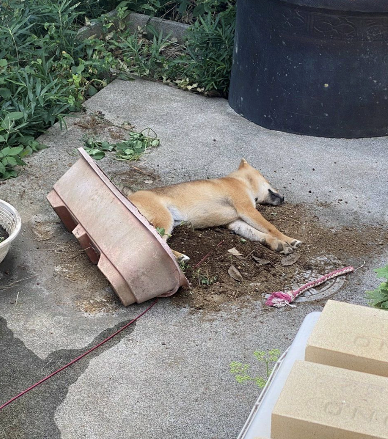 Cheezburger Image 10625826048