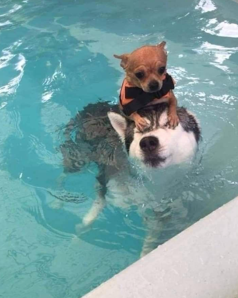 Cheezburger Image 10625826560