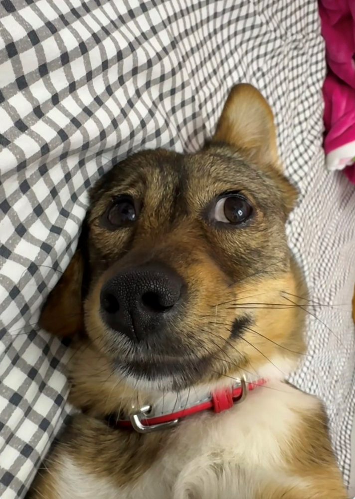 Cheezburger Image 10625826816