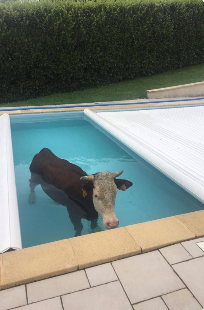 Cheezburger Image 10625827328