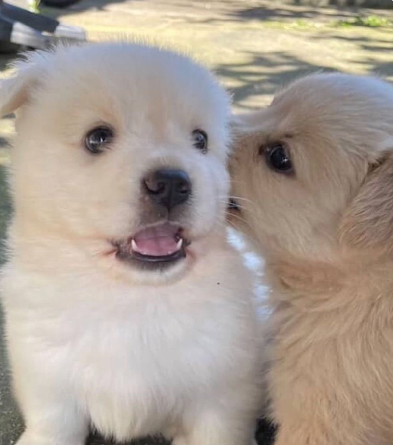 Cheezburger Image 10625828096