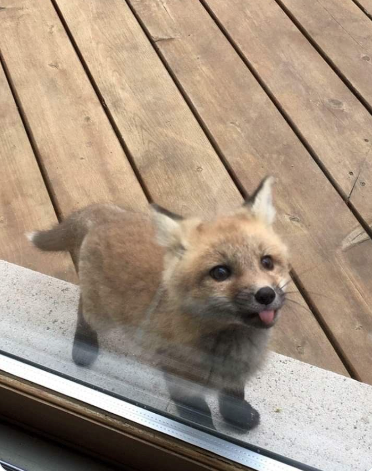 Cheezburger Image 10625828352