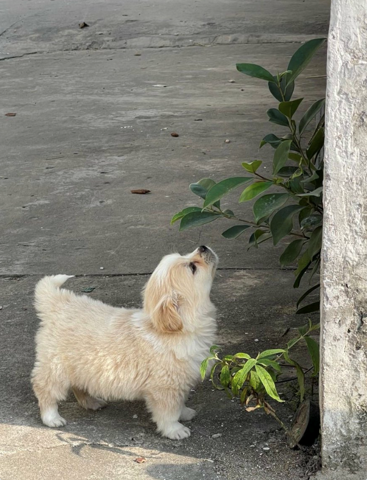 Cheezburger Image 10625828864