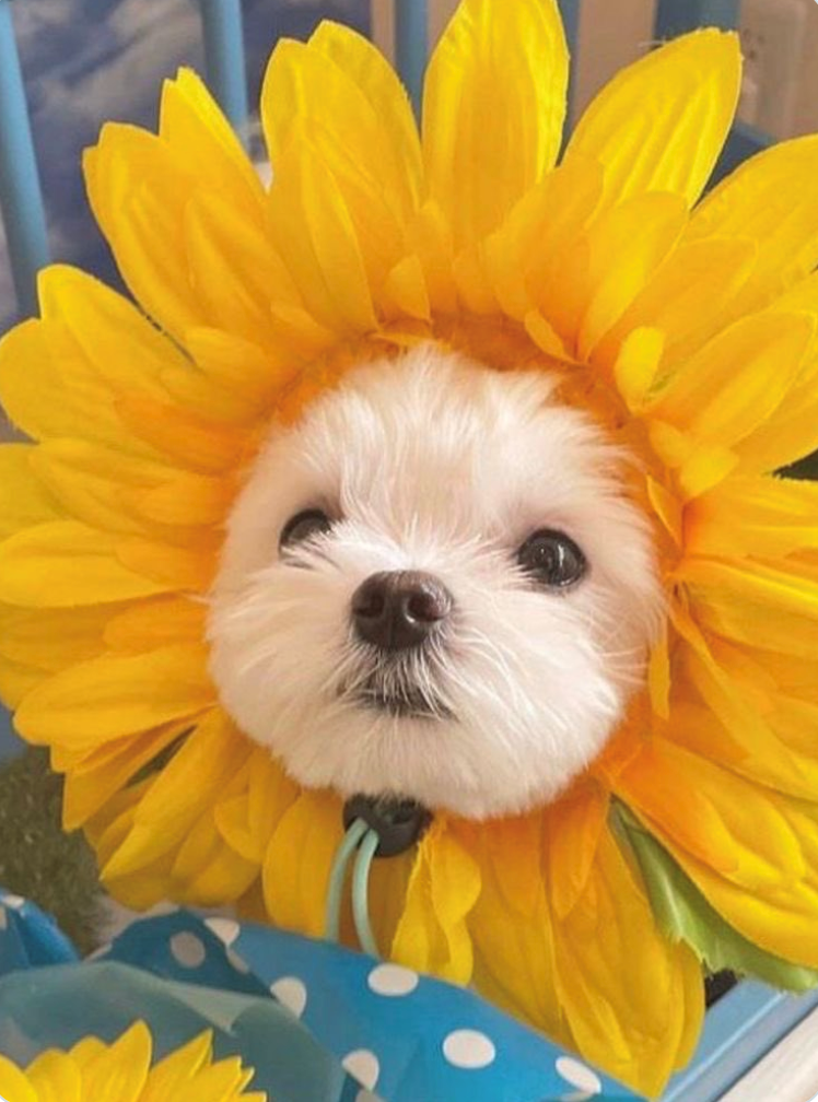 Cheezburger Image 10625829376