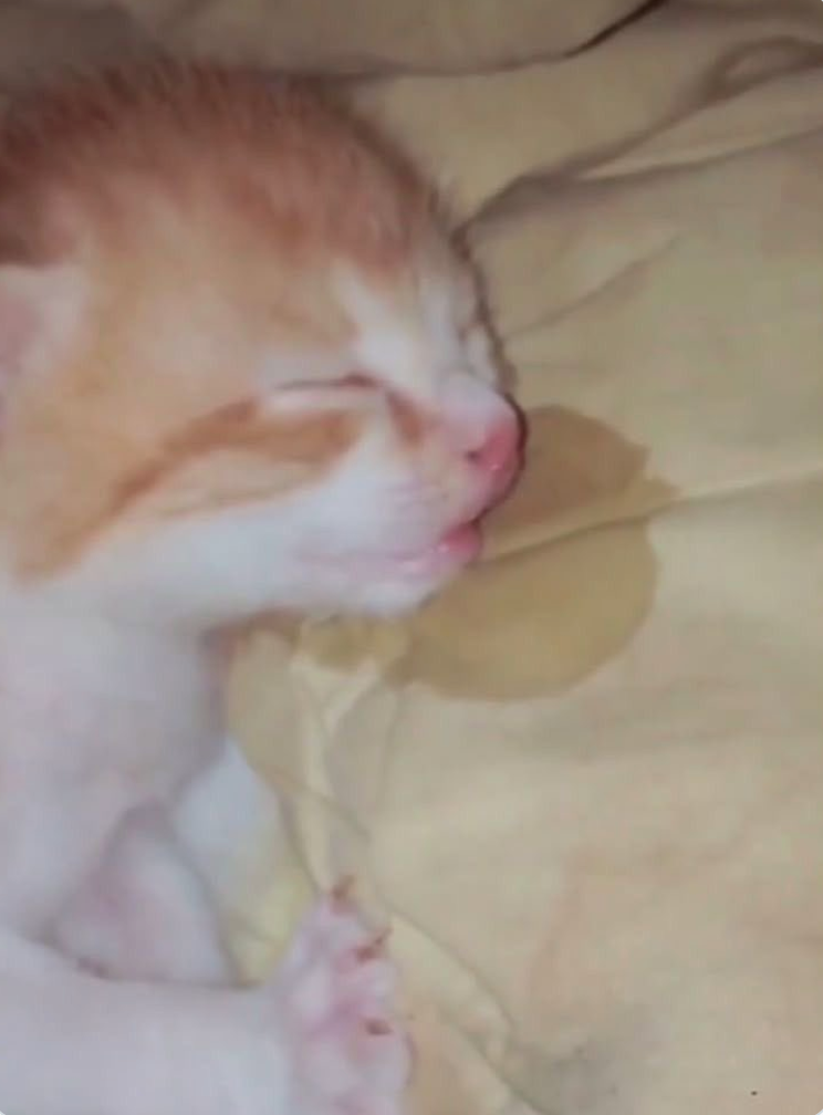 Cheezburger Image 10625829888