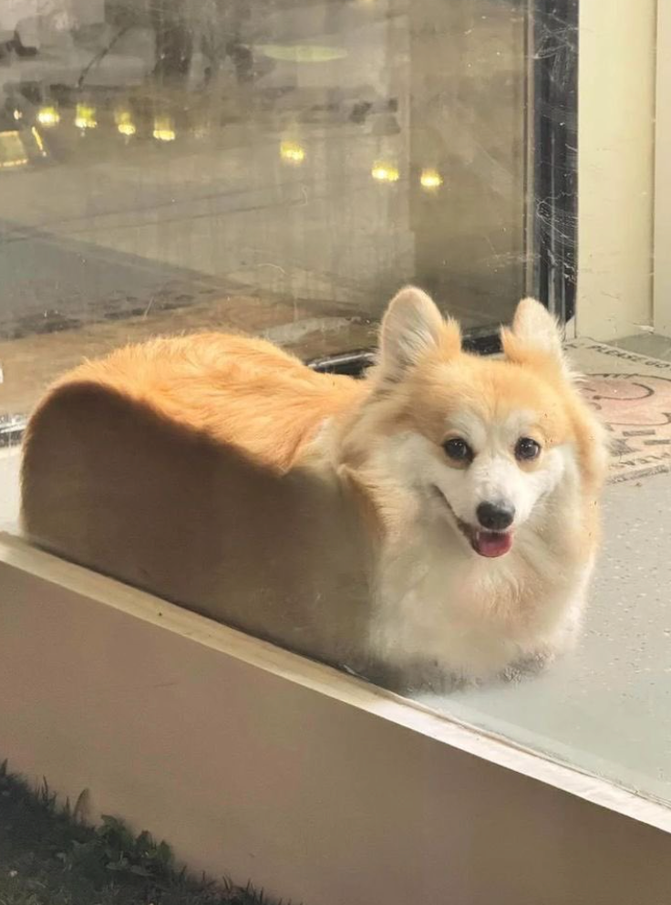 Cheezburger Image 10625830144