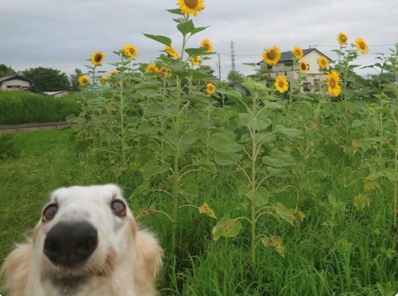 Cheezburger Image 10625830400