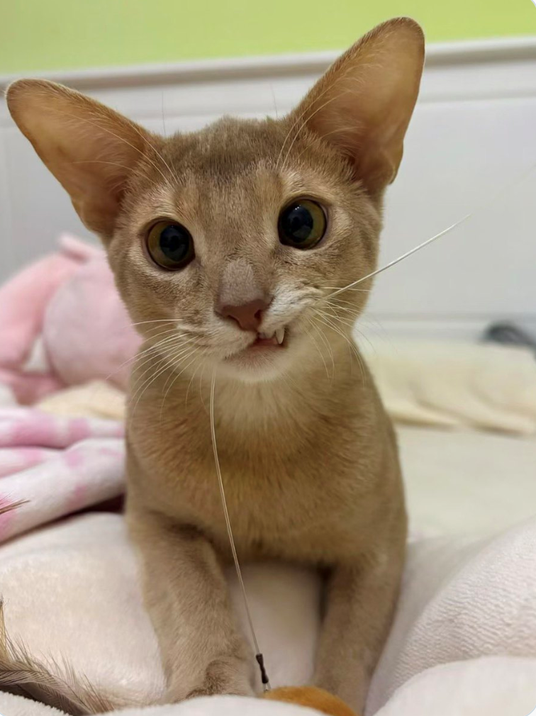 Cheezburger Image 10625830912