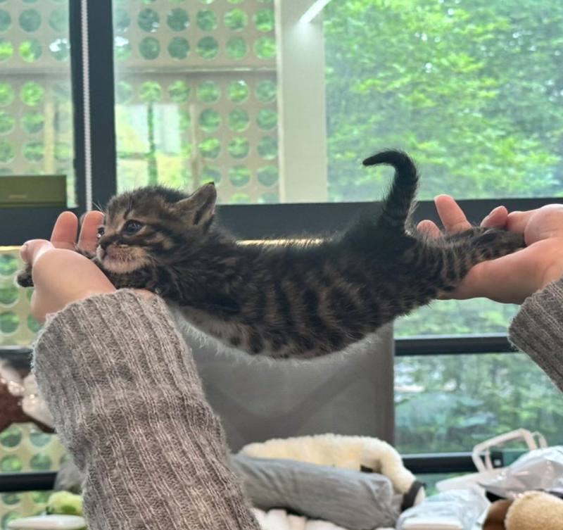 Cheezburger Image 10625831424