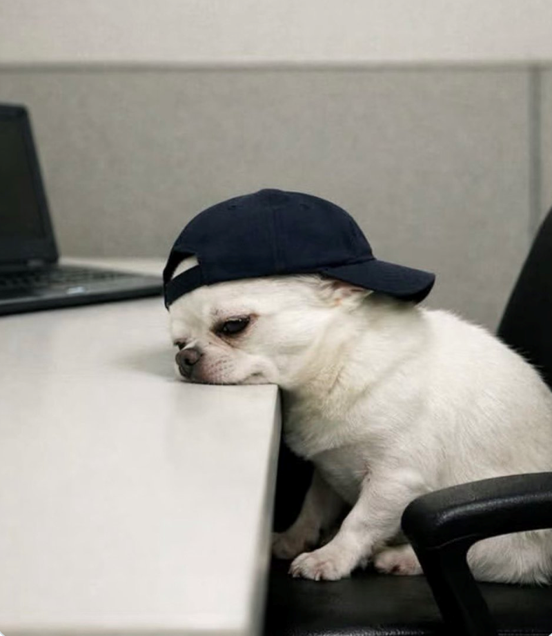 Cheezburger Image 10625831680