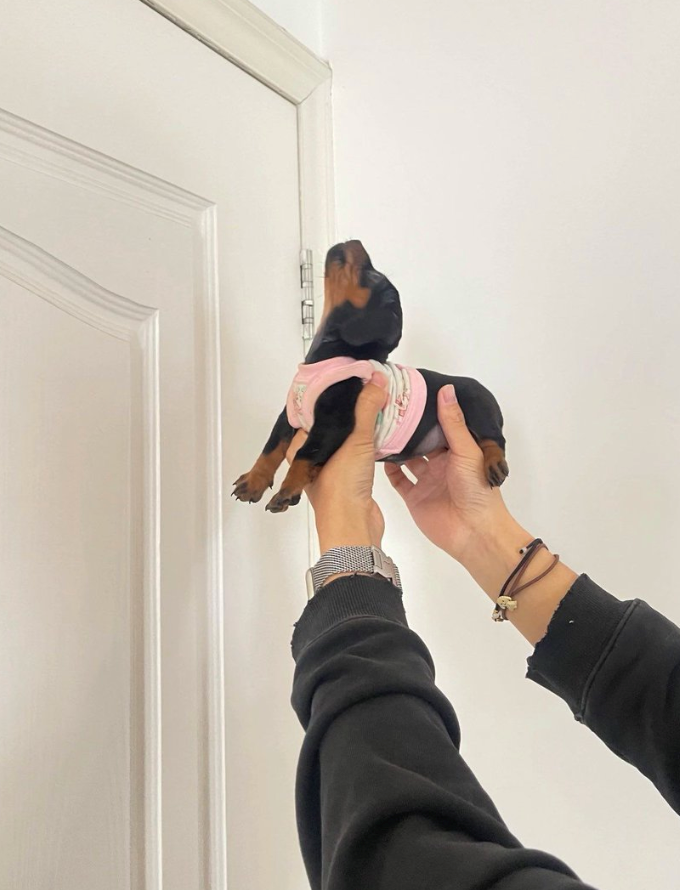 Cheezburger Image 10625832192