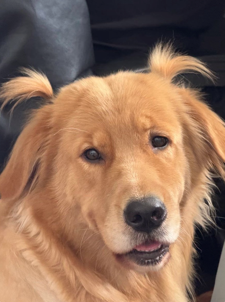 Cheezburger Image 10625832448