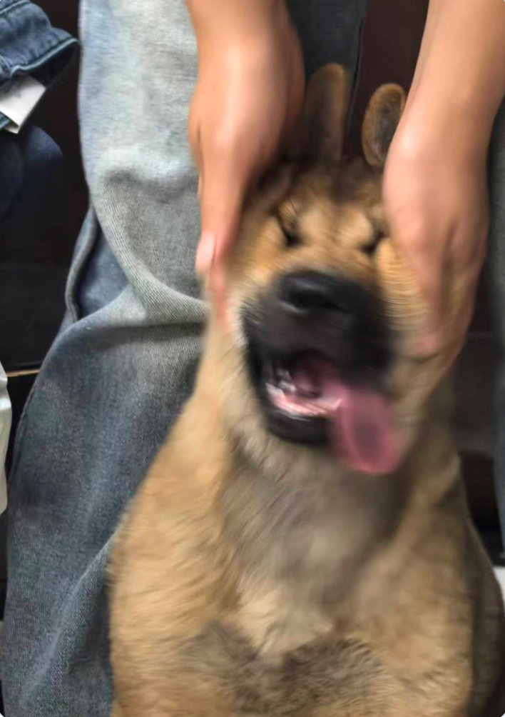 Cheezburger Image 10625832704