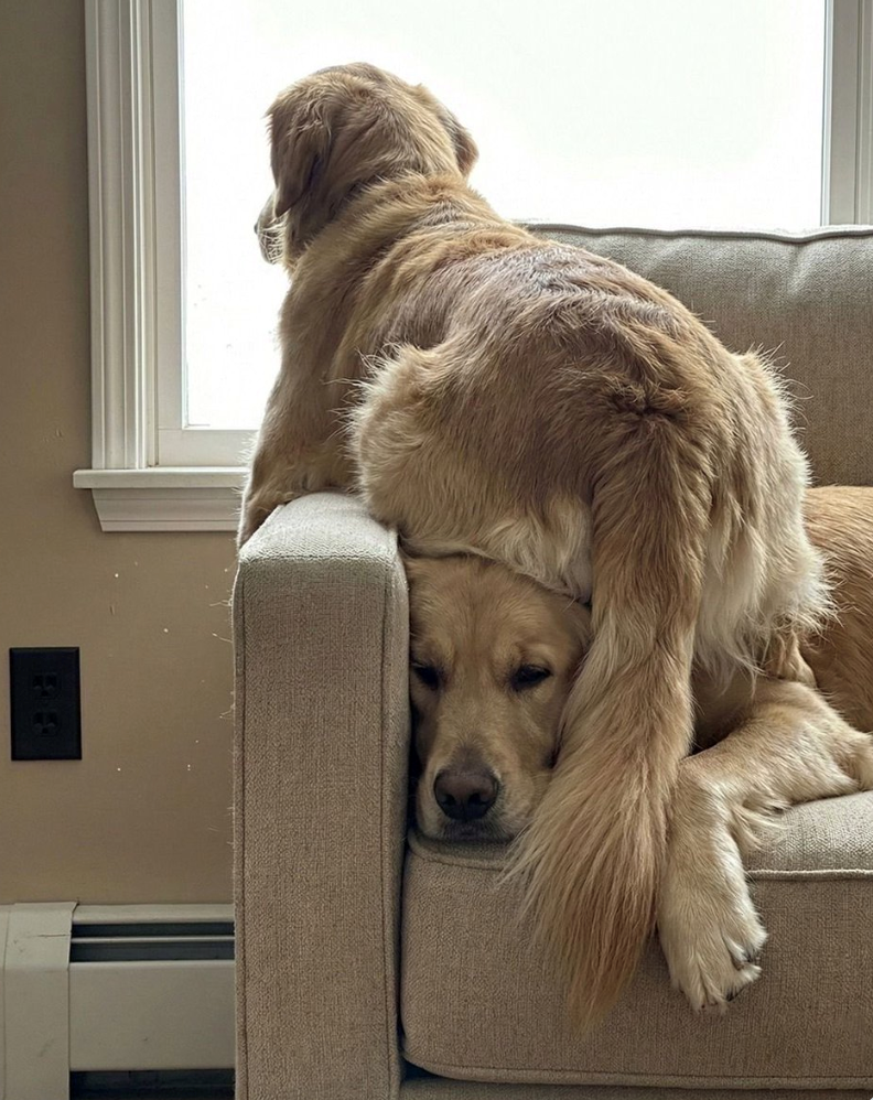 Cheezburger Image 10625832960