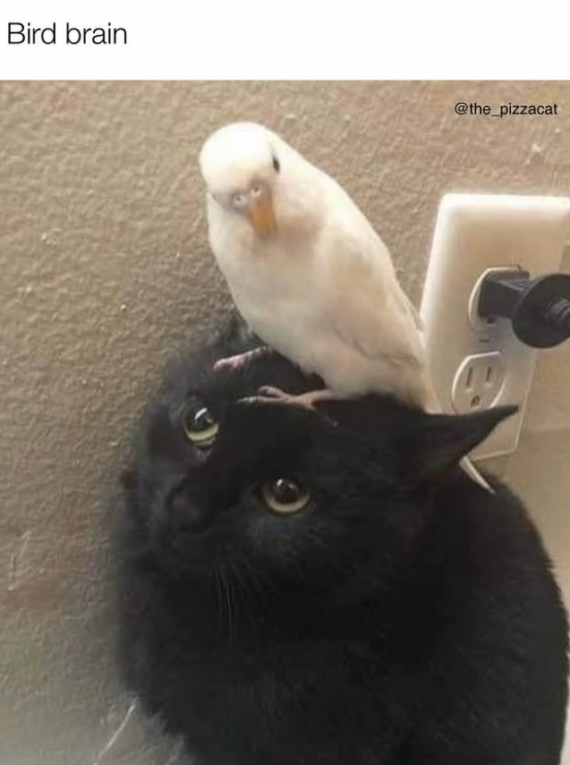 Bird brain @the_pizzacat