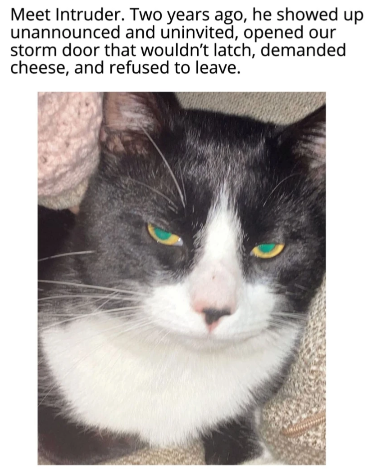 Meet Intruder. Two years ago, he showed up unannounced and uninvited, opened our storm door that wouldn't latch, demanded cheese, and refused to leave.