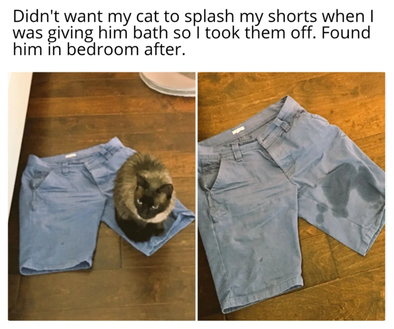 Didn't want my cat to splash my shorts when I was giving him bath so 'I took them off. Found him in bedroom after.