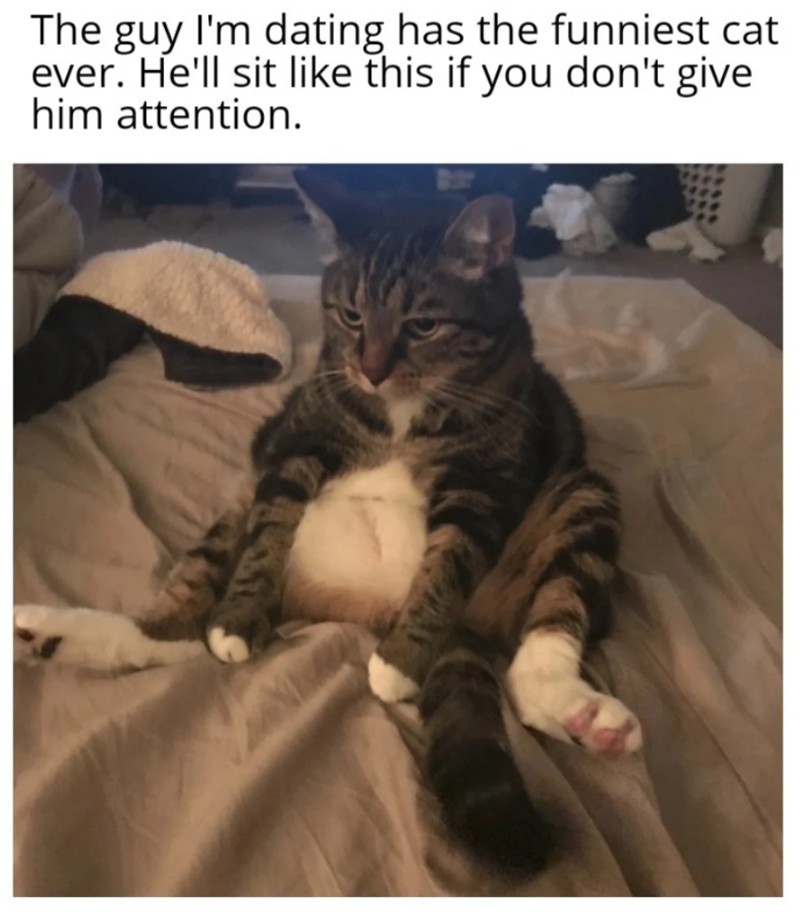 The guy I'm dating has the funniest cat ever. He'll sit like this if you don't give him attention.