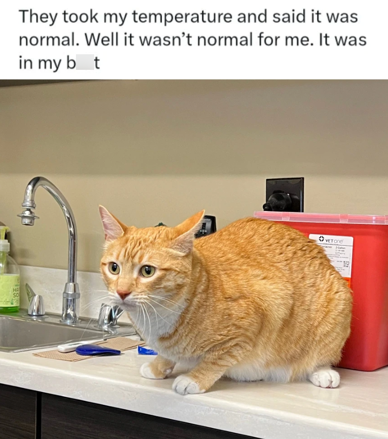 HA So They took my temperature and said it was normal. Well it wasn't normal for me. It was in my bot VETONe