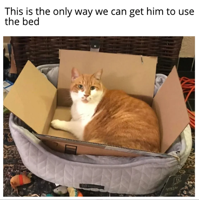 This is the only way we can get him to use the bed
