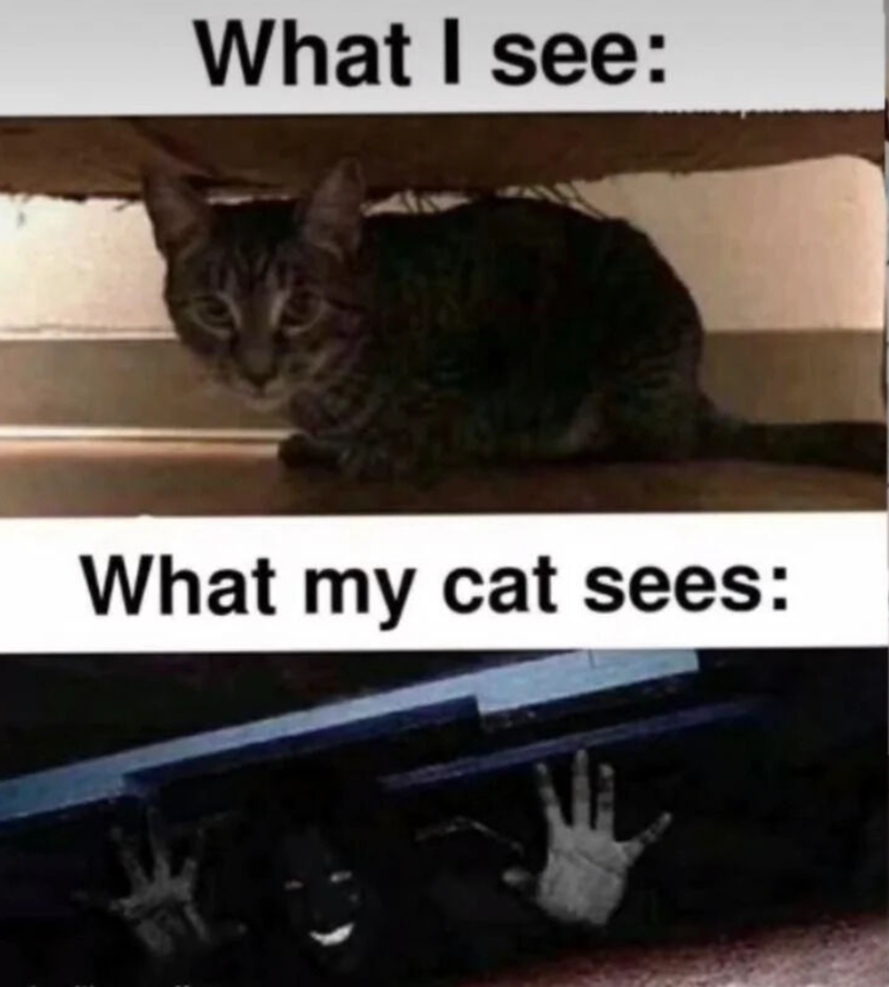 What I see: What my cat sees:
