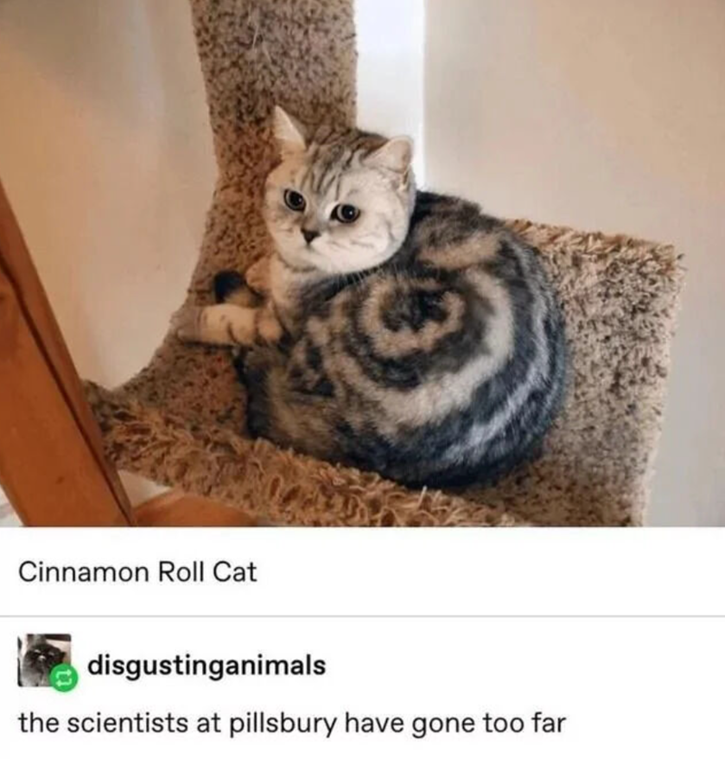 Cinnamon Roll Cat disgustinganimals the scientists at pillsbury have gone too far