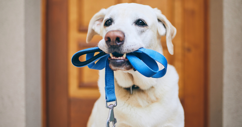A dog holding a leash in its mouth