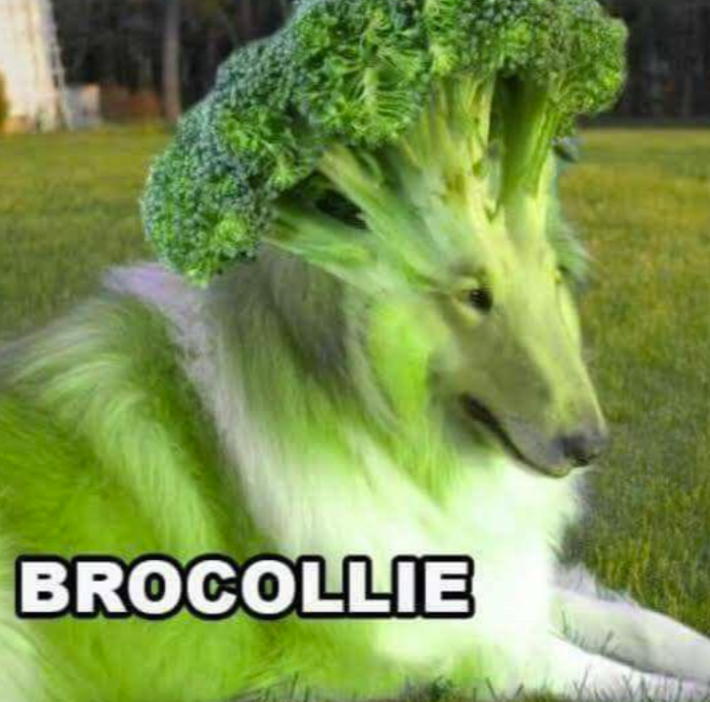 BROCOLLIE