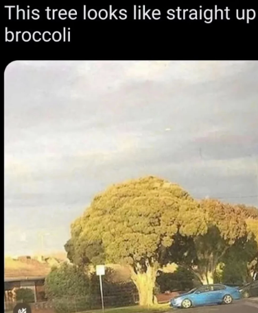 This tree looks like straight up broccoli B
