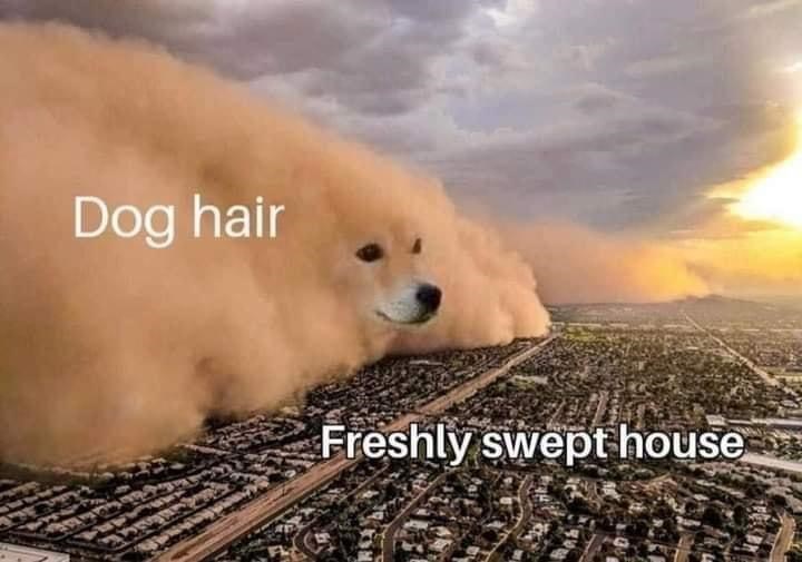 Dog hair Freshly swept house
