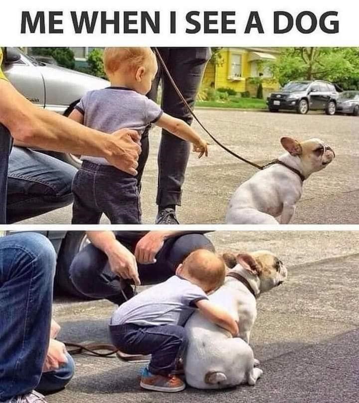 ME WHEN I SEE A DOG