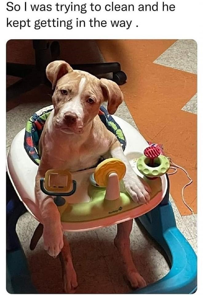 So I was trying to clean and he kept getting in the way.