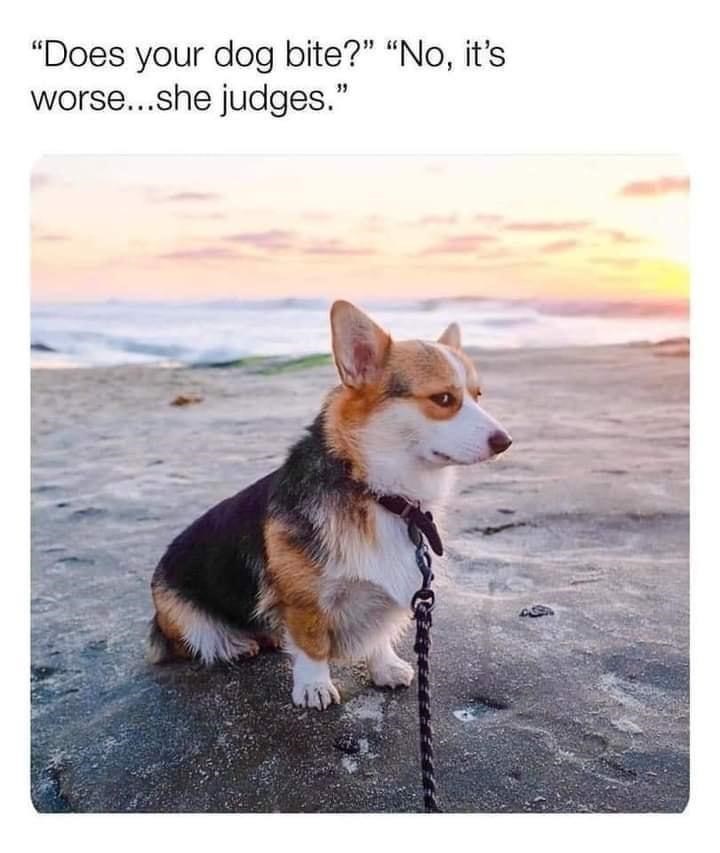 "Does your dog bite?" "No, it's worse...she judges."